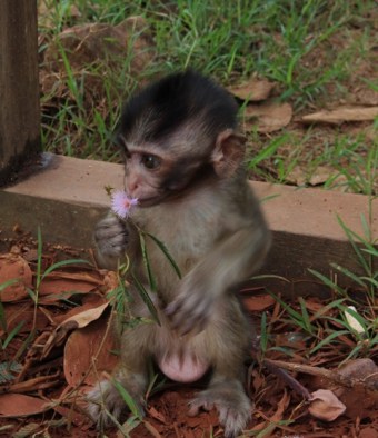 cute baby monkey!!